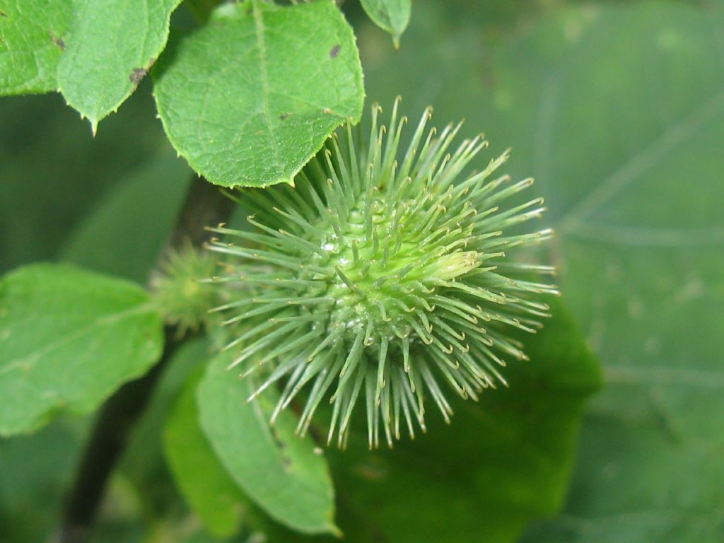 Arctium nemorosum