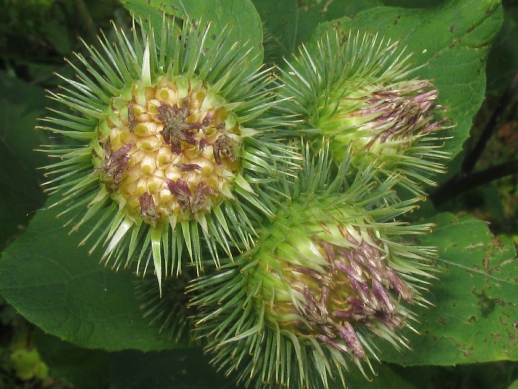 Arctium nemorosum