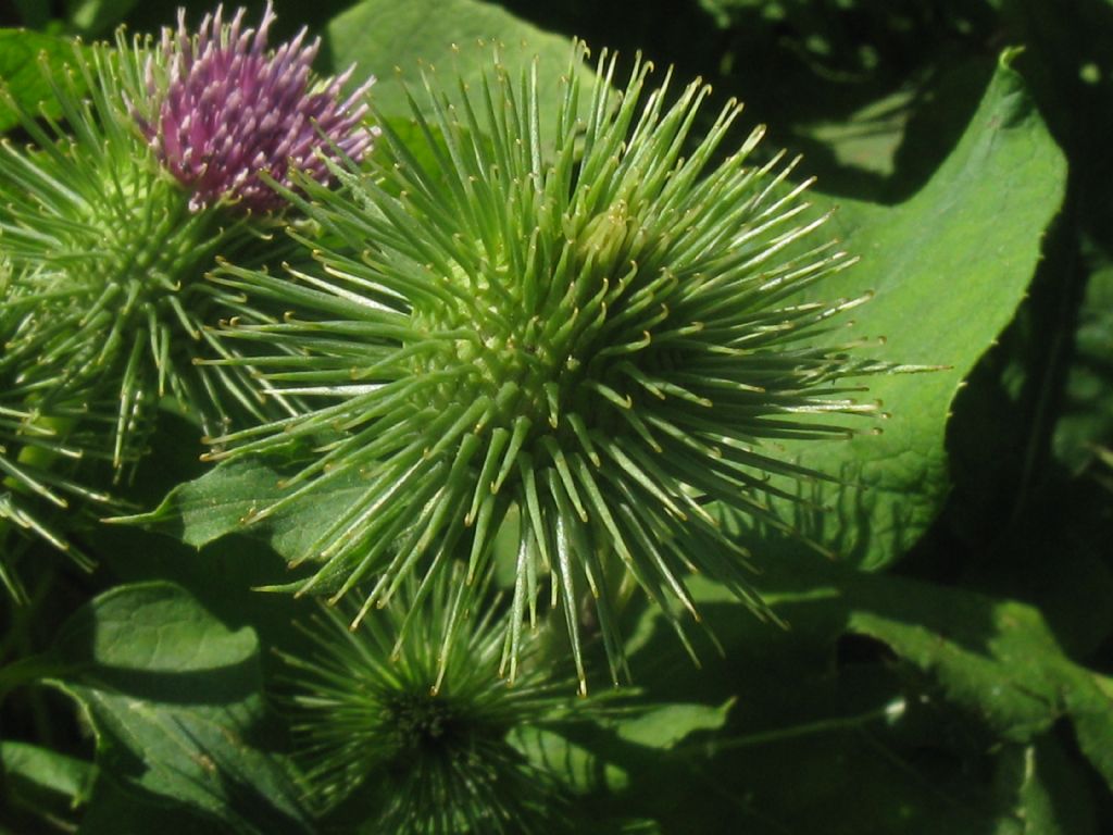 Arctium nemorosum