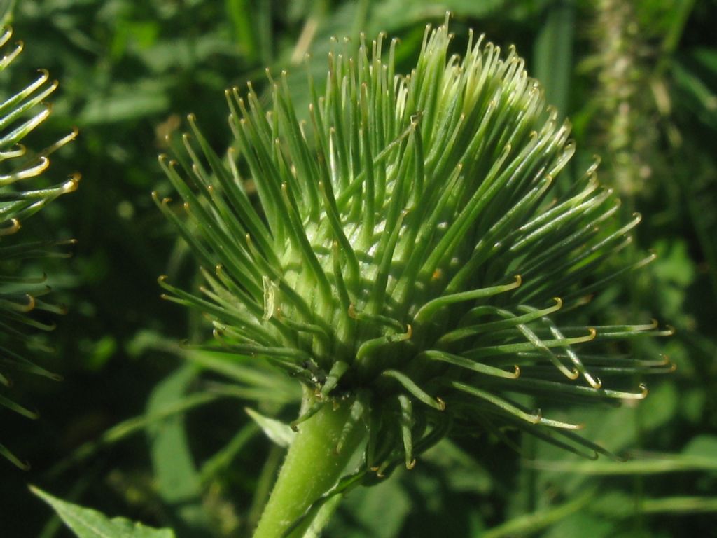 Arctium nemorosum