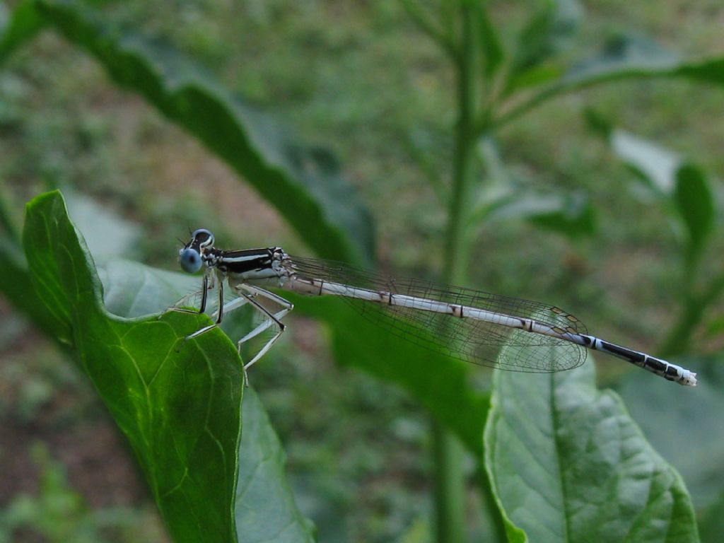 Platycnemis pennipes maschi e femmine