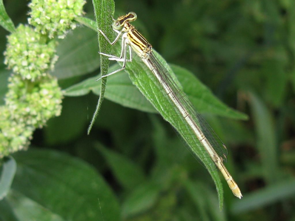 Sesso Platycnemis pennipes :lezione n.3