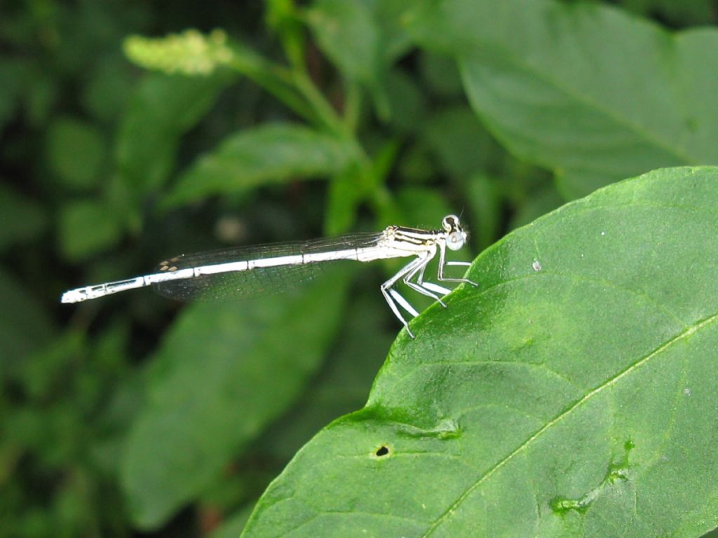 Sesso Platycnemis pennipes :lezione n.3