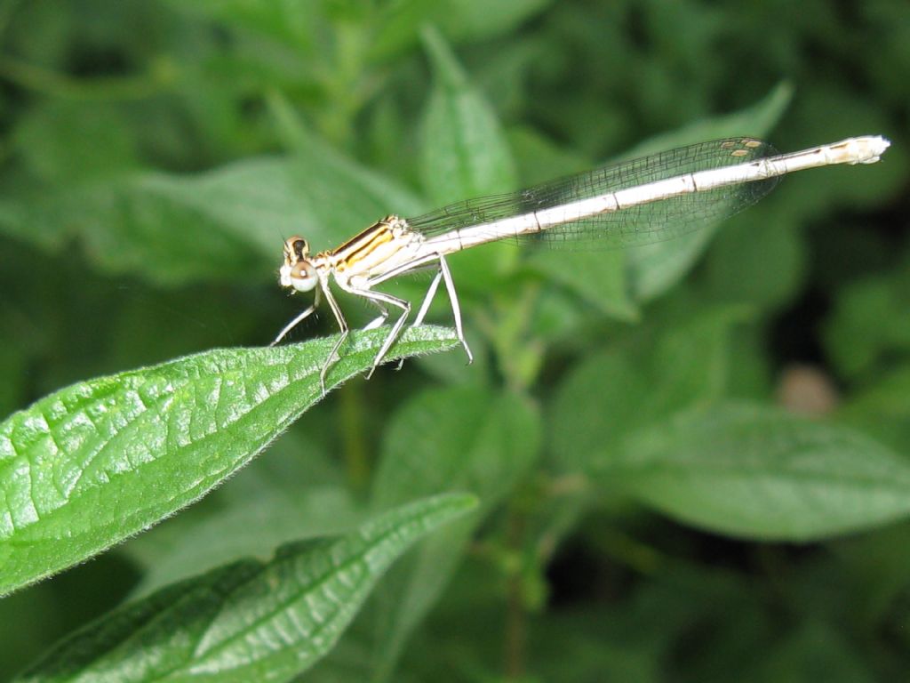 Sesso Platycnemis pennipes :lezione n.3