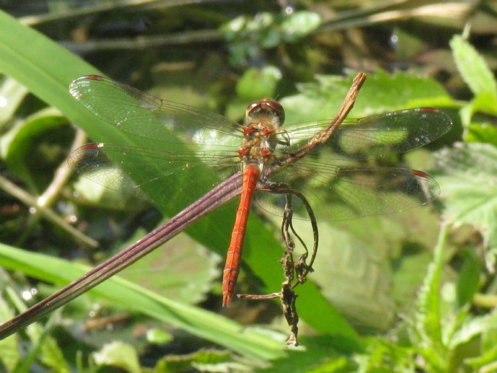 Crocothemis erythraea ?