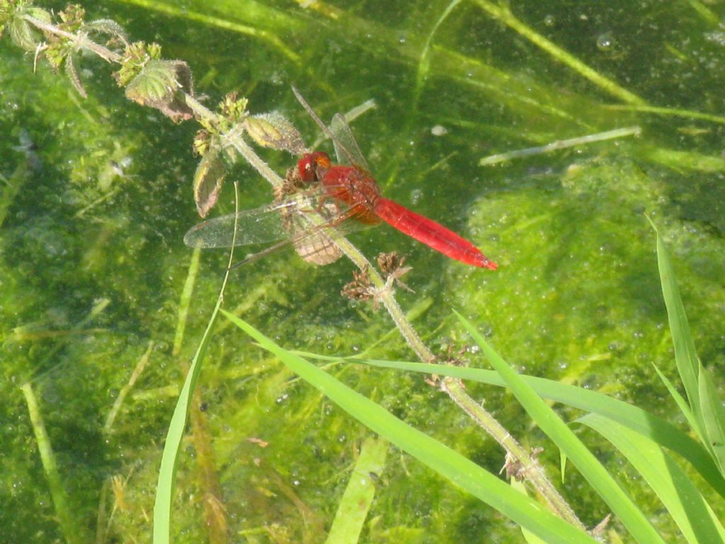 Crocothemis erythraea ?