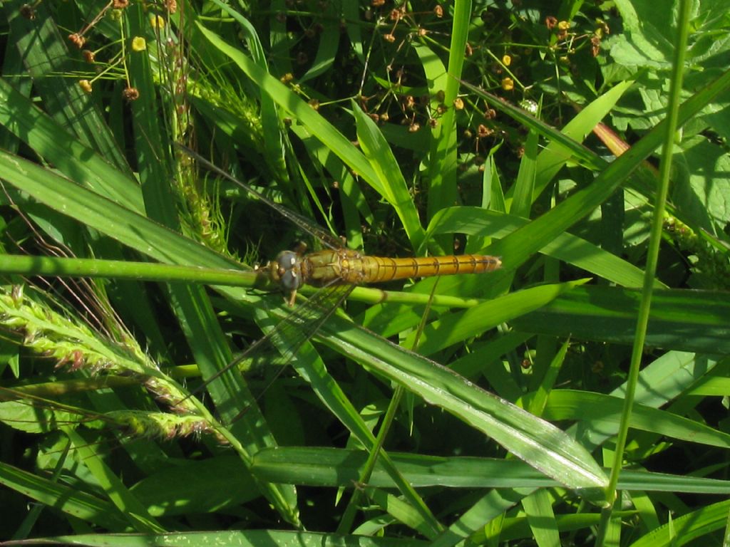 Sympetrum? Orthetrum coerulescens ♀ e Sympetrum striolatum ♂