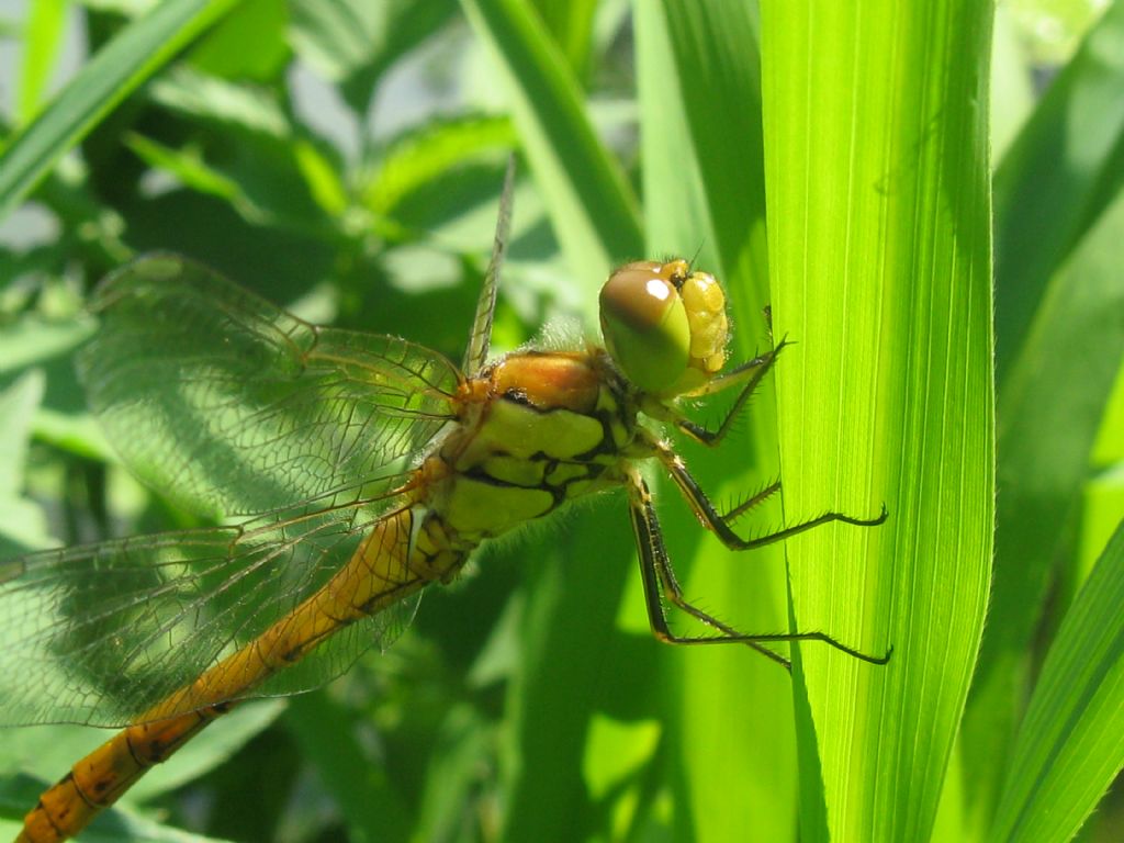 Sympetrum? Orthetrum coerulescens ♀ e Sympetrum striolatum ♂