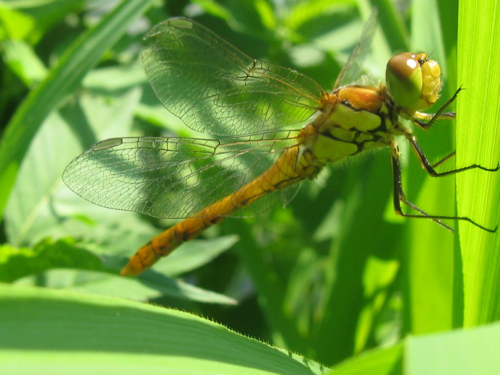 Sympetrum? Orthetrum coerulescens ♀ e Sympetrum striolatum ♂