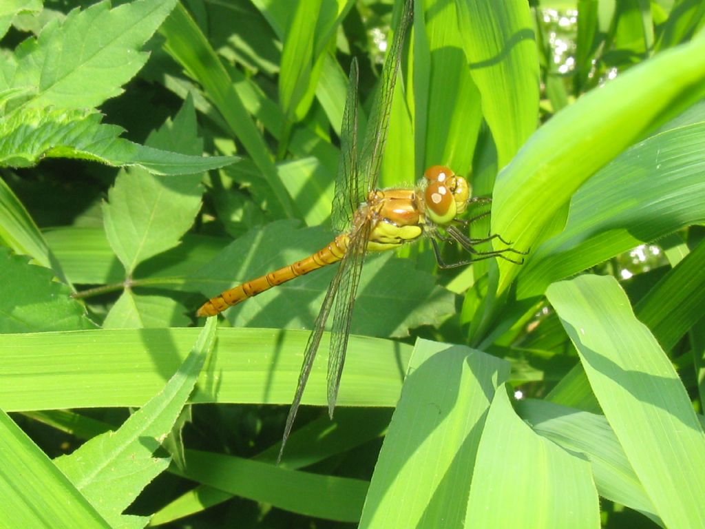 Sympetrum? Orthetrum coerulescens ♀ e Sympetrum striolatum ♂