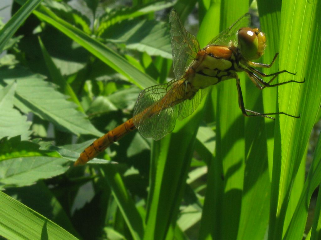 Sympetrum? Orthetrum coerulescens ♀ e Sympetrum striolatum ♂