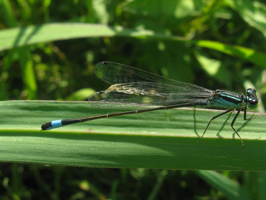 Ischnura elegans M + coppia