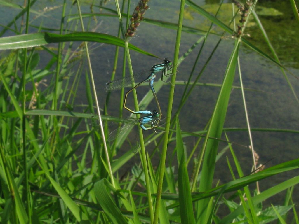 Ischnura elegans M + coppia