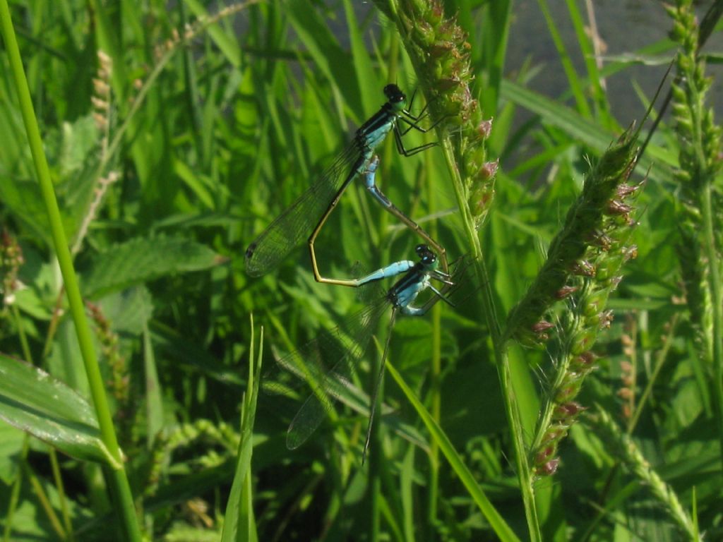 Ischnura elegans M + coppia