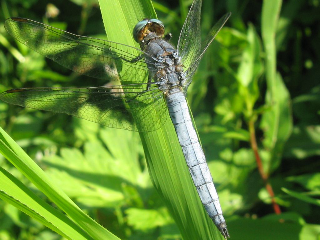 Orthetrum brunneum o O.coerulescens?   Orthetrum coerulescens