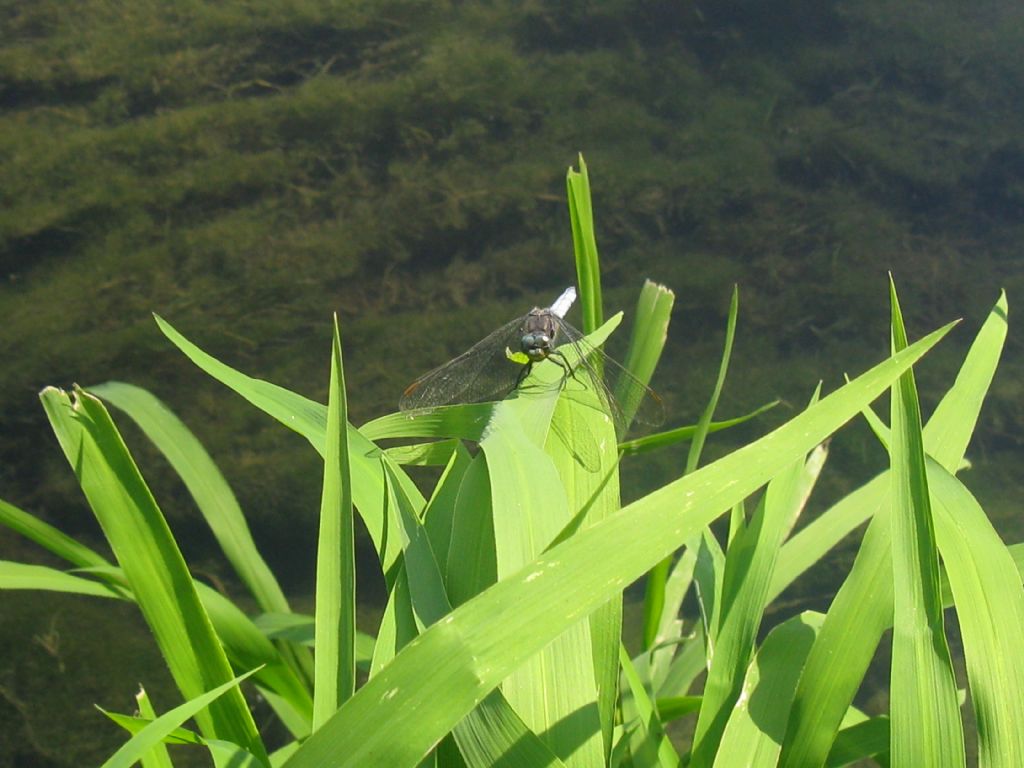 Orthetrum brunneum o O.coerulescens?   Orthetrum coerulescens