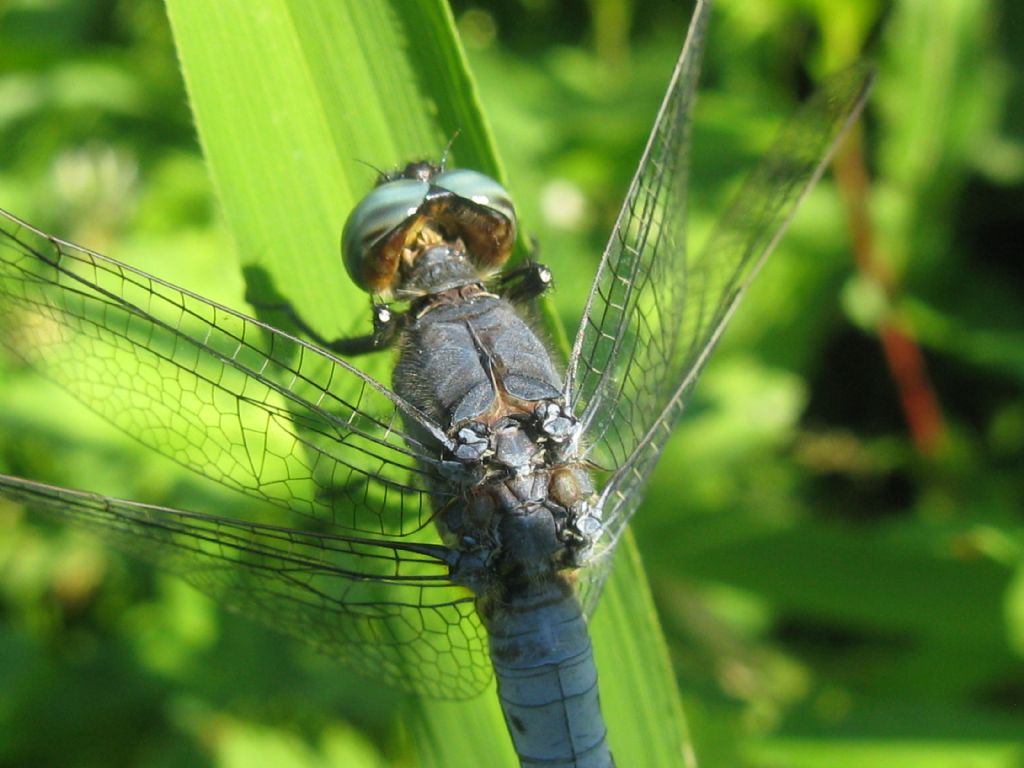 Orthetrum brunneum o O.coerulescens?   Orthetrum coerulescens