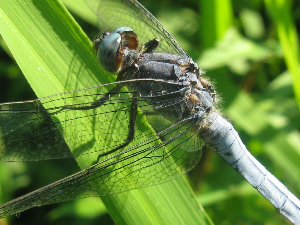 Orthetrum brunneum o O.coerulescens?   Orthetrum coerulescens