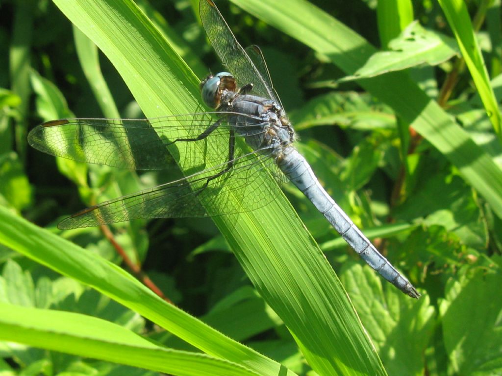 Orthetrum brunneum o O.coerulescens?   Orthetrum coerulescens