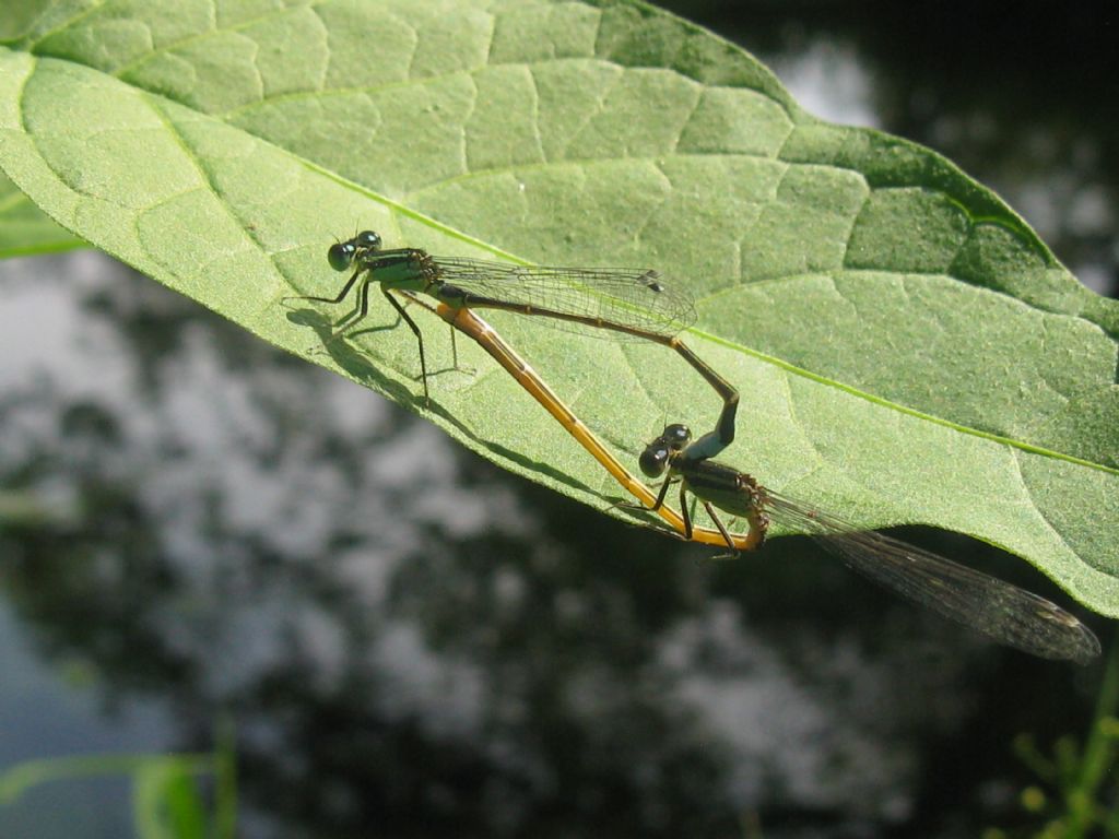 Coppia di Ischnura elegans