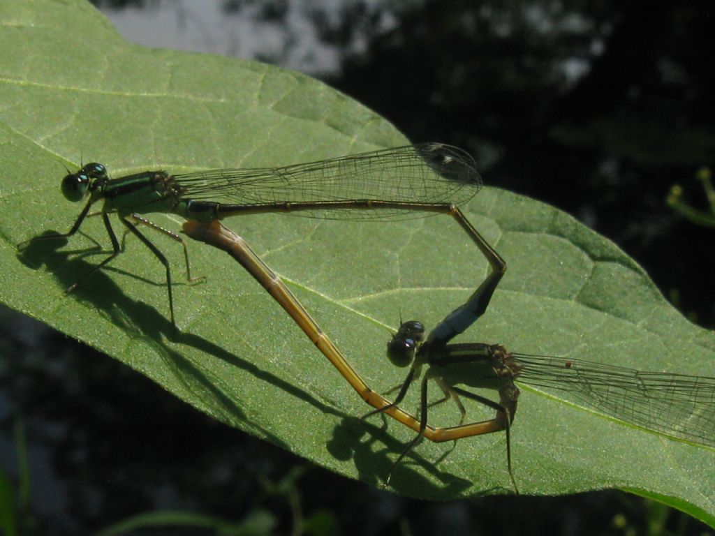 Coppia di Ischnura elegans