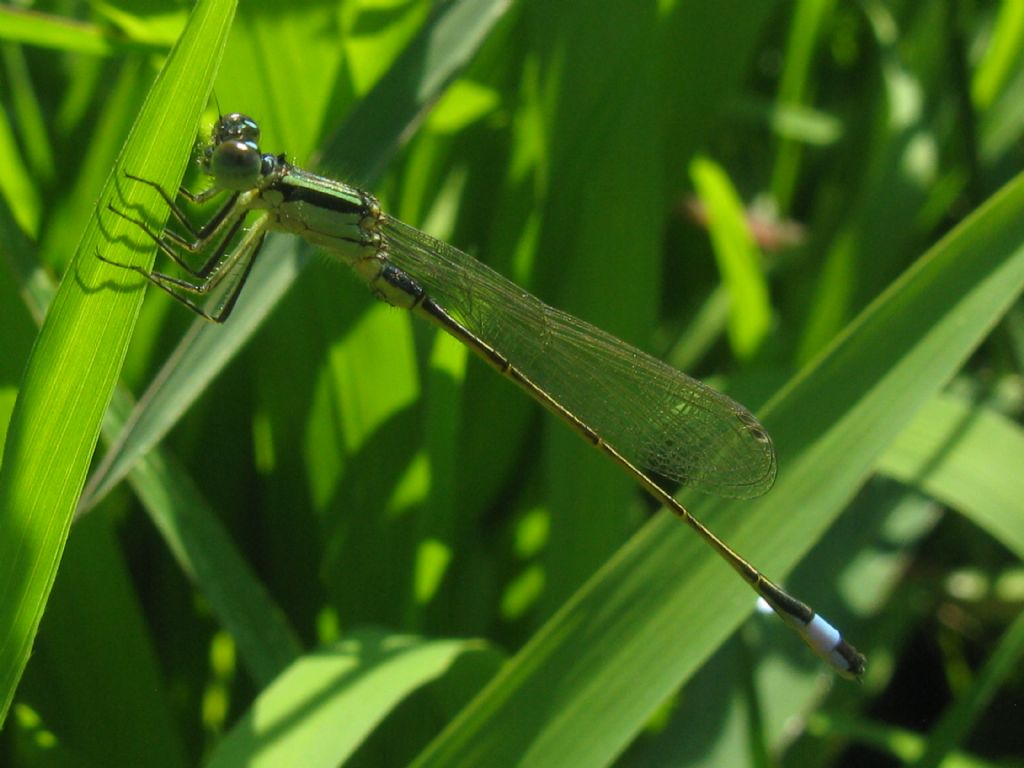 Ischnura elegans femmina?  No, maschio