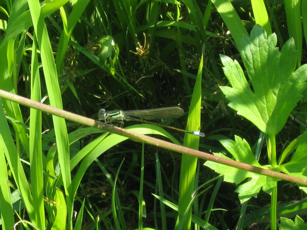 Ischnura elegans femmina?  No, maschio