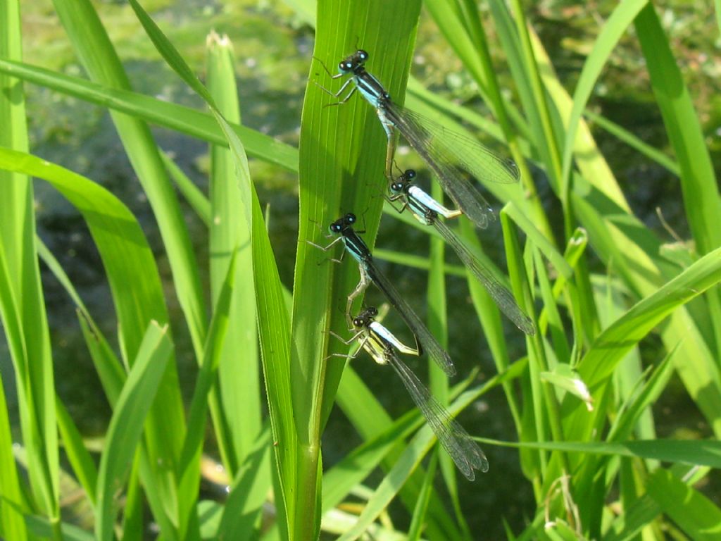 bicoppia di Ischnura elegans