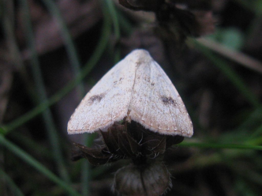 Quale Lepidottero? - Rivula sericealis, Erebidae