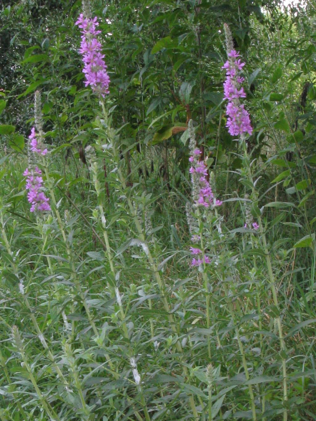 Lythrum salicaria?