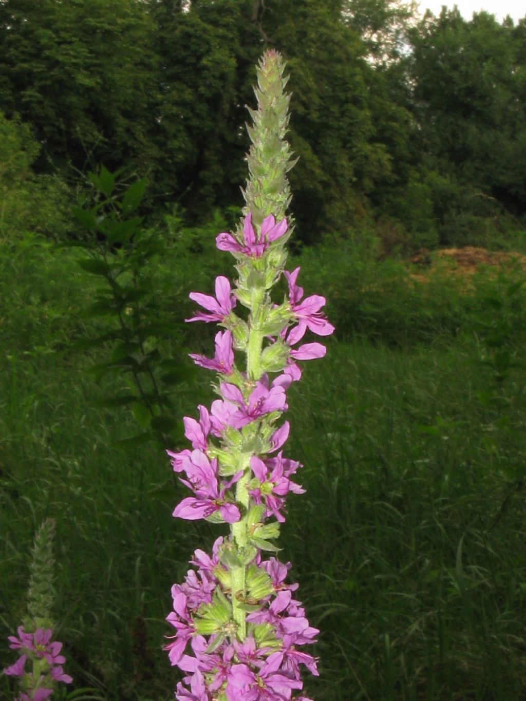 Lythrum salicaria?