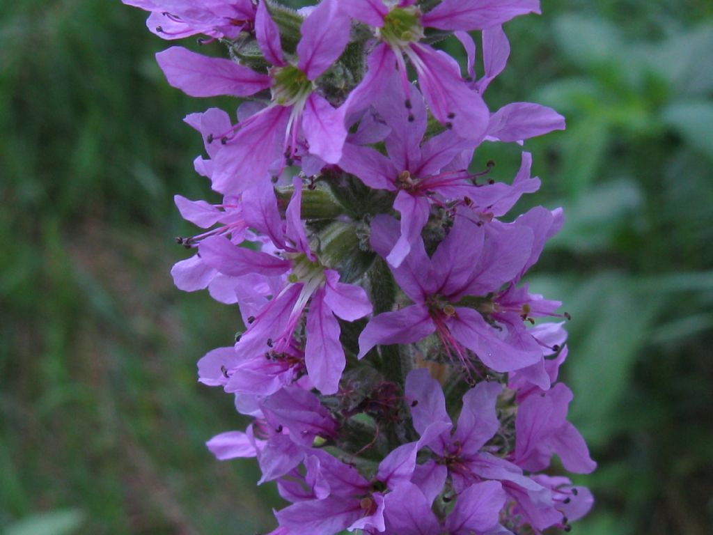 Lythrum salicaria?