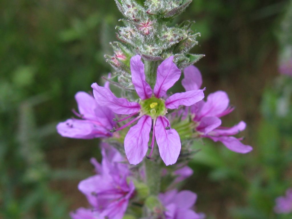 Lythrum salicaria?