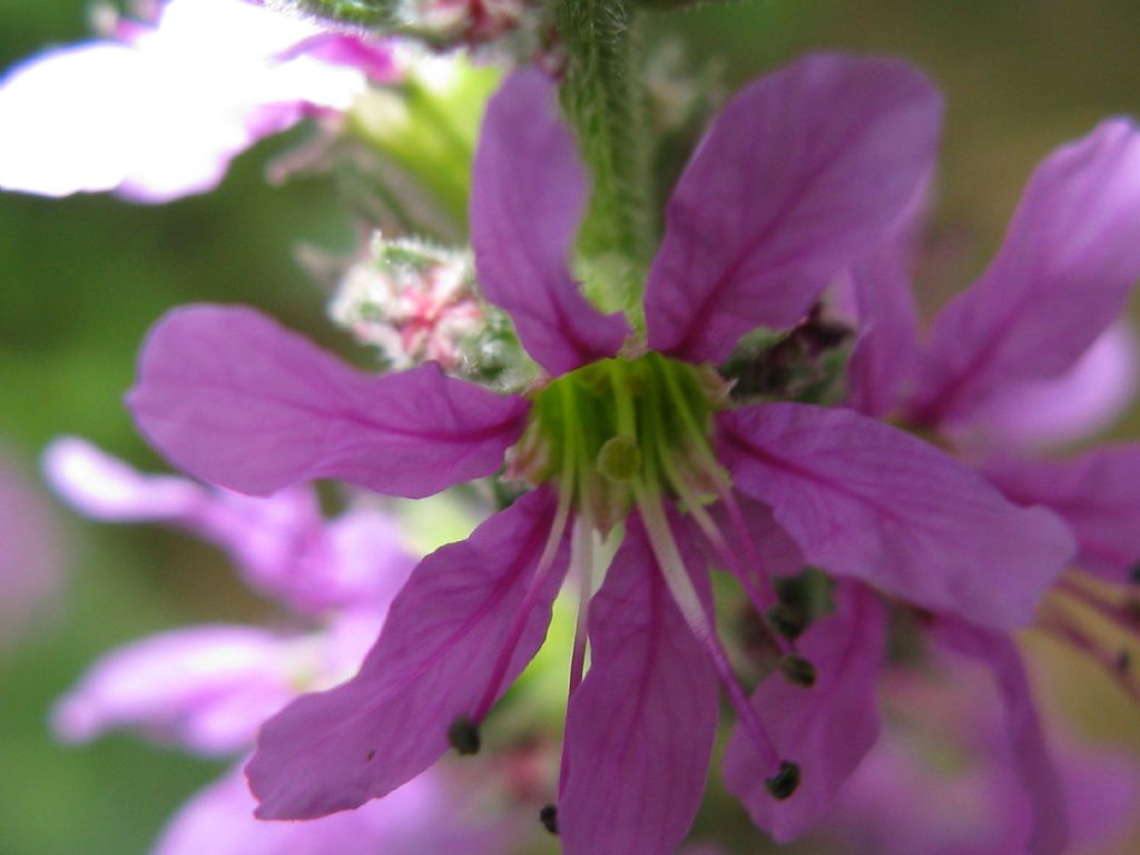 Lythrum salicaria?