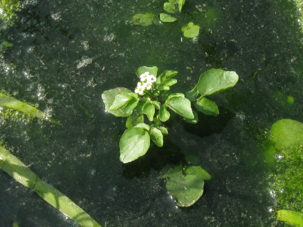 Nasturtium officinale