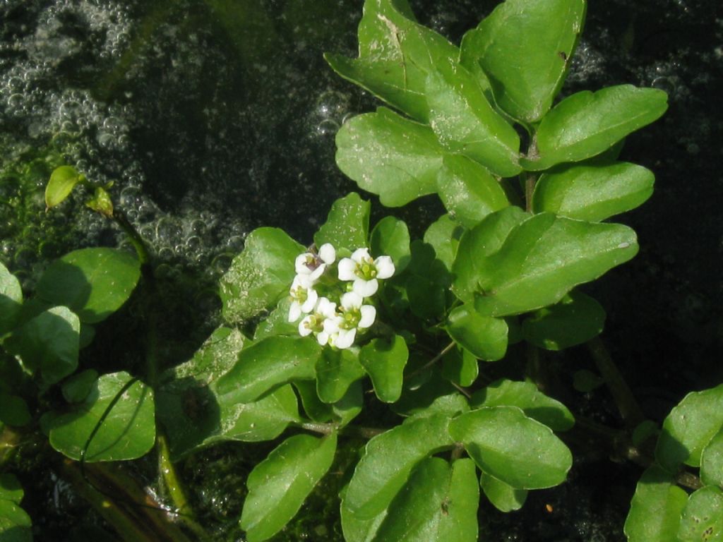 Nasturtium officinale