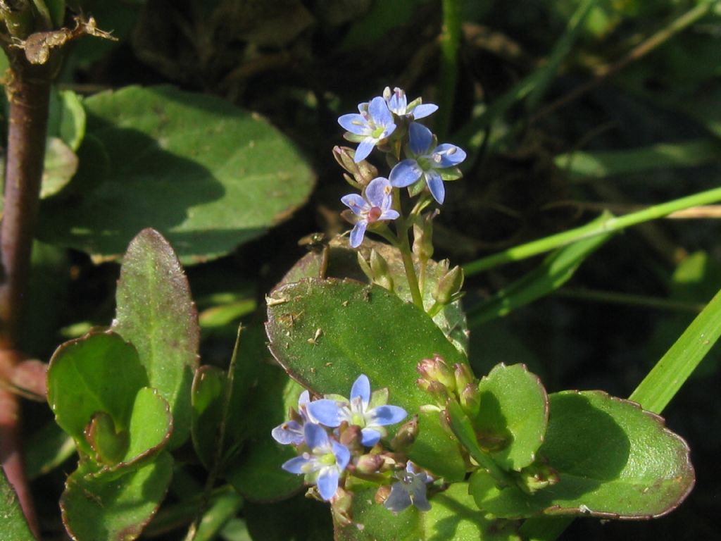 Veronica beccabunga