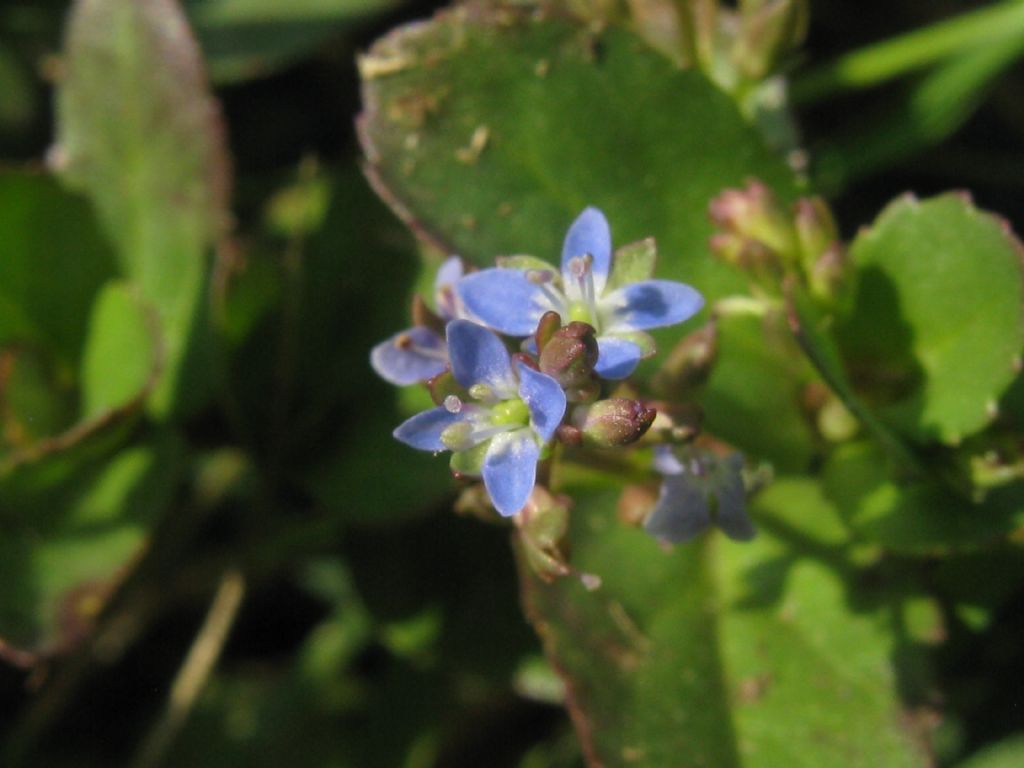 Veronica beccabunga