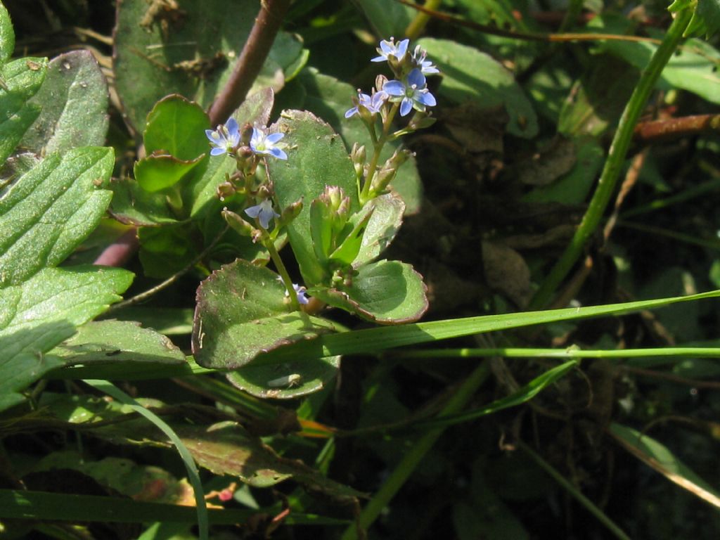 Veronica beccabunga