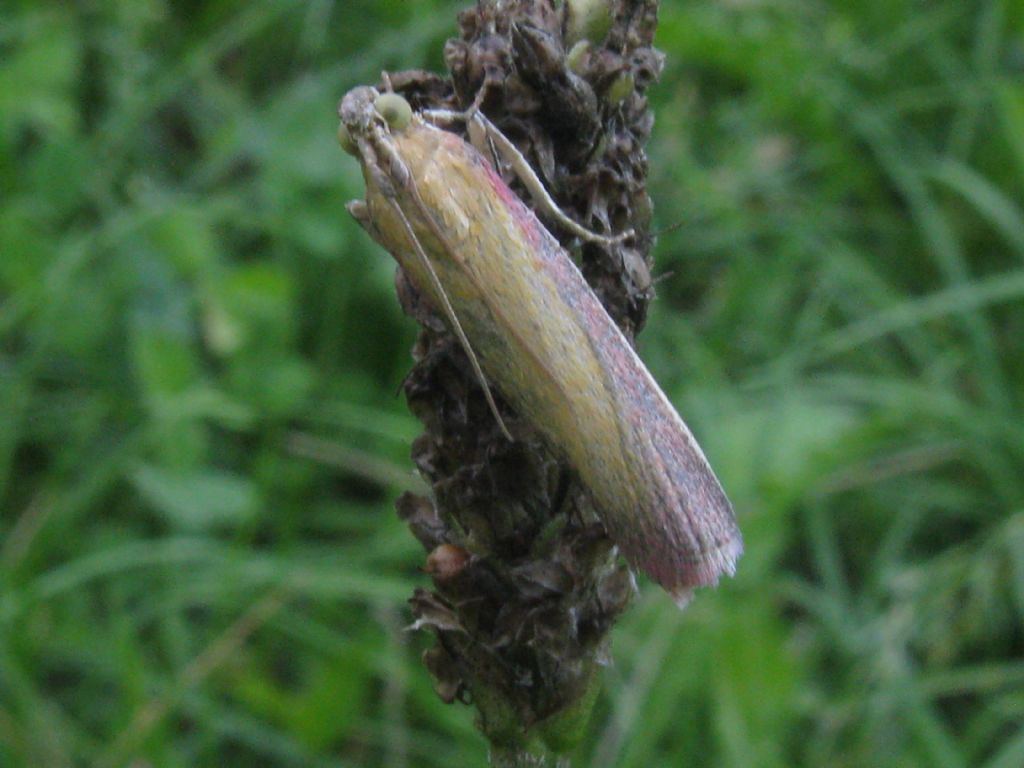 Selagia argyrella? No, Oncocera semirubella, Pyralidae