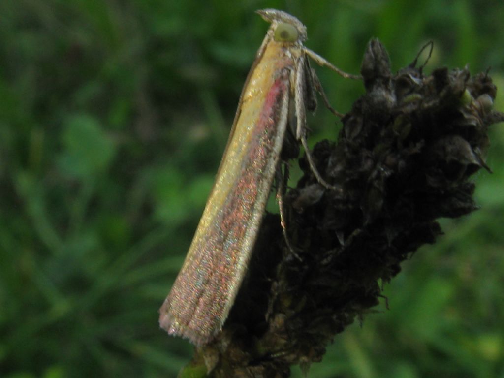 Selagia argyrella? No, Oncocera semirubella, Pyralidae