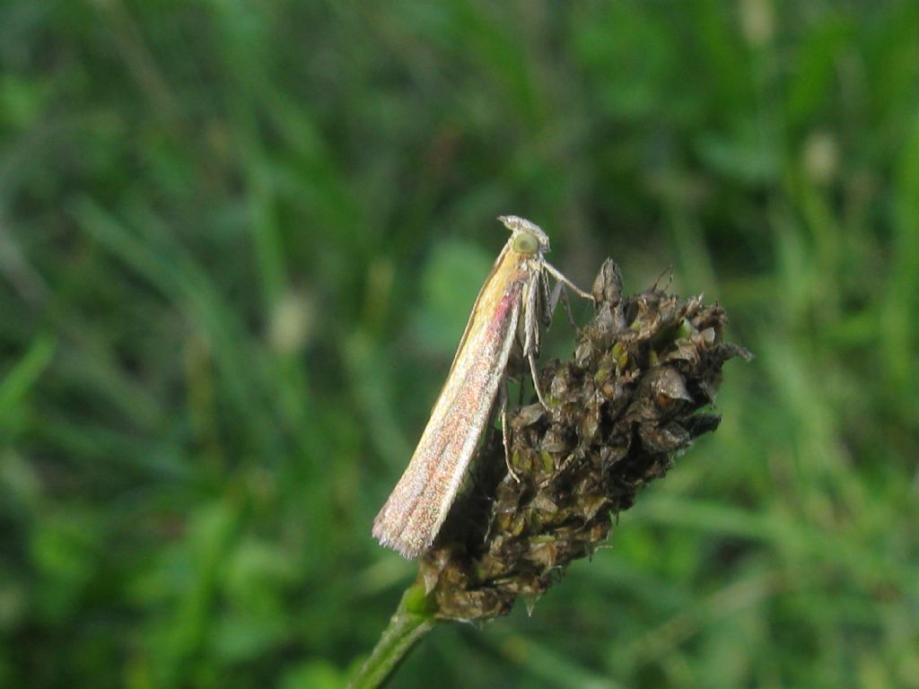 Selagia argyrella? No, Oncocera semirubella, Pyralidae