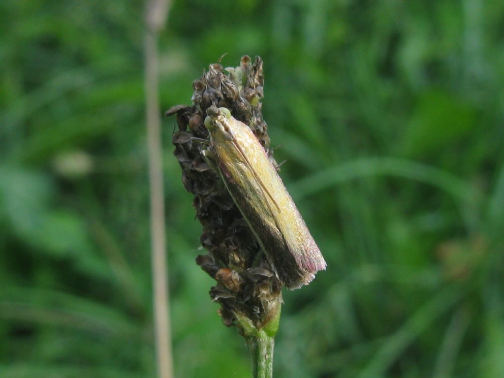 Selagia argyrella? No, Oncocera semirubella, Pyralidae