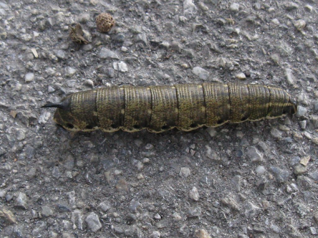 Bruco Agrius convolvuli, Sphingidae