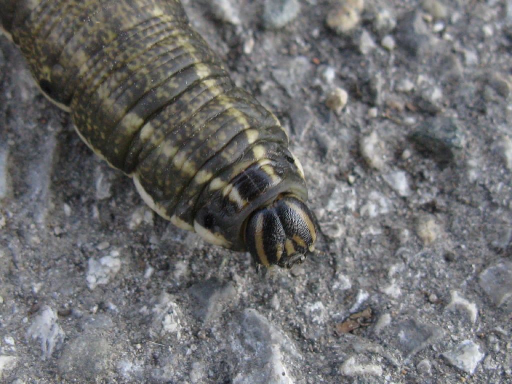 Bruco Agrius convolvuli, Sphingidae