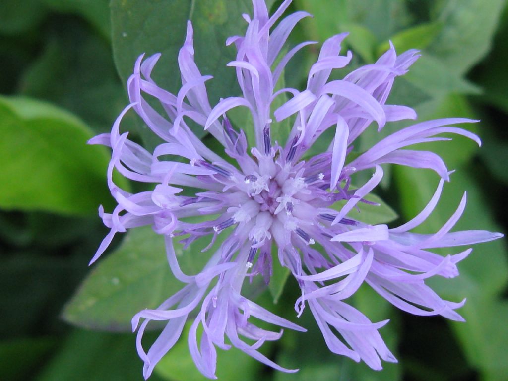 Centaurea nigrescens