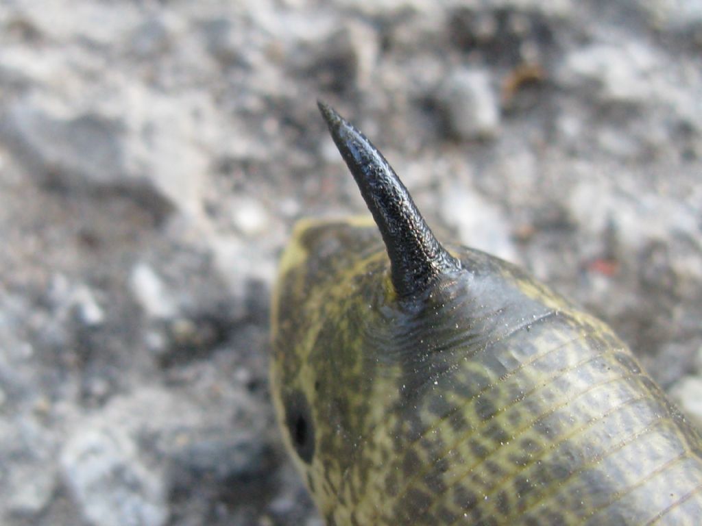 Bruco Agrius convolvuli, Sphingidae