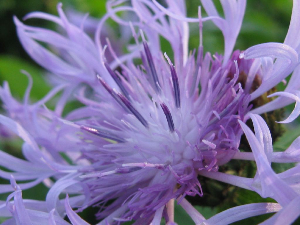 Centaurea nigrescens