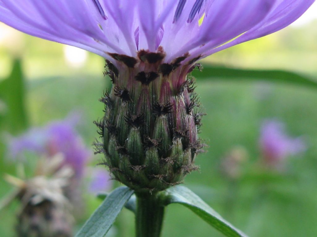 Centaurea nigrescens