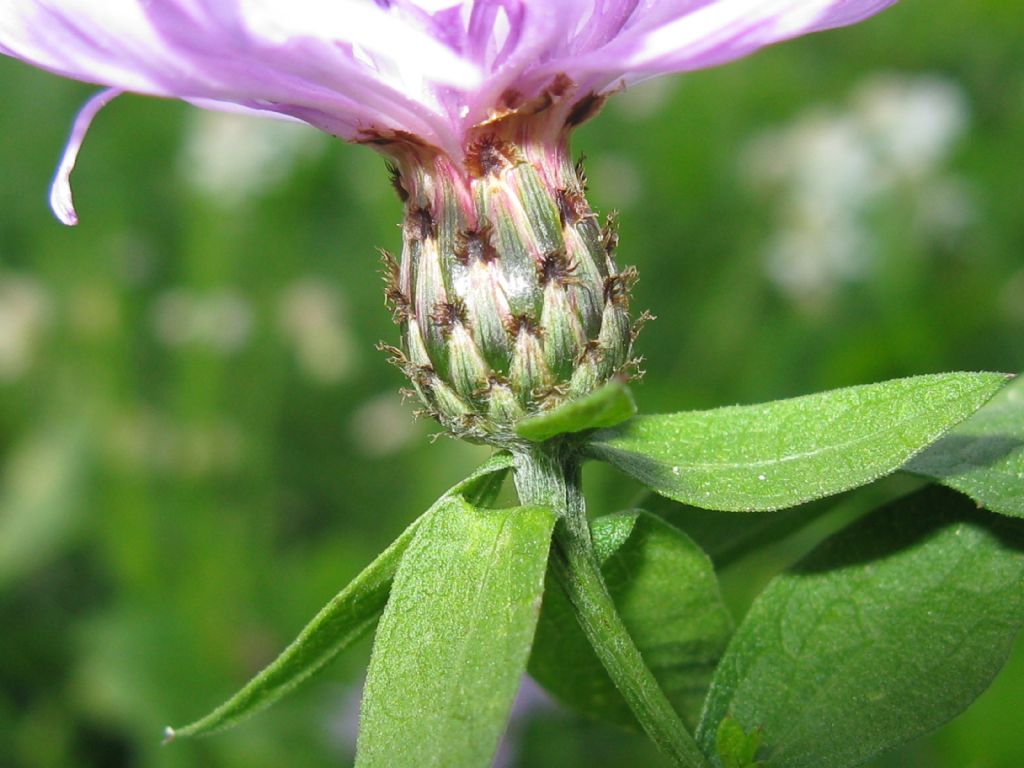 Centaurea nigrescens